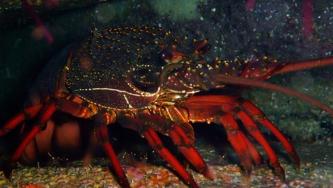 Eastern Rock Lobster Sighted by Danny Lee in TAS Verified on 1 Apr 2014