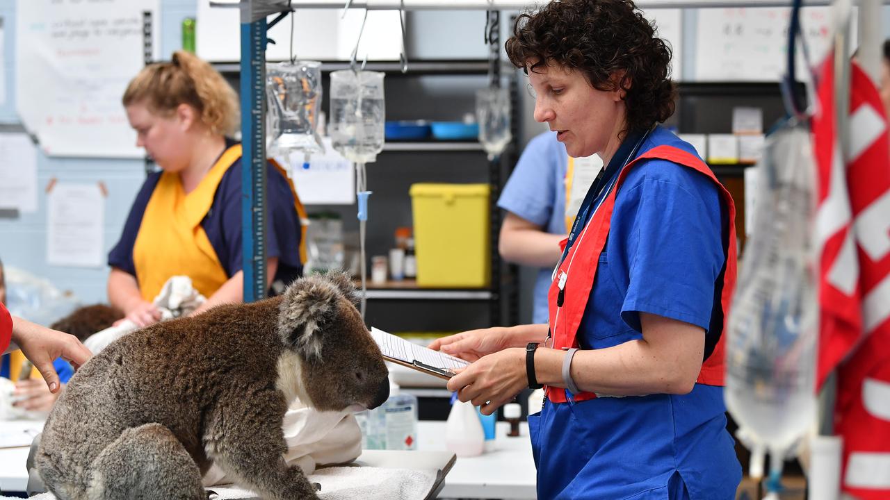 There are grave fears for the future of the koala population on Kangaroo Island following the catastrophic bushfire last Friday, with more than half of the island's 50,000 koala population believed to have perished. Picture: Mark Brake/Getty Images