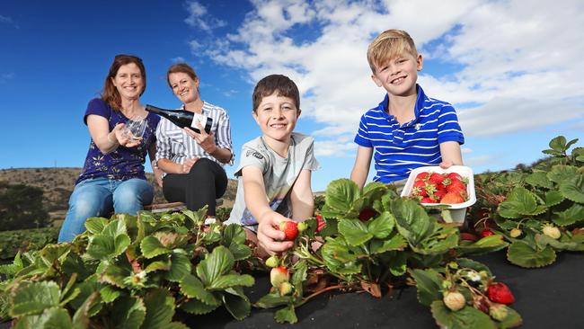 Emily Salmon, left, from IQ Wines, and Vanessa Bresnehan, from Back Paddock Vineyard, with Harry Bresnehan, 9, and Thomas Salmon, 9, picking strawberries ahead of this weekend's family friendly wine weekend at the strawberry farm on the way to Richmond. Picture: LUKE BOWDEN