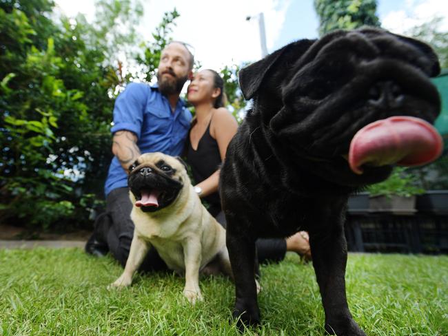 Stuart Park’s Dan Reimers and Eva Luntok with pets Rose and Clive ... ‘No one likes to hear dogs barking over the top, that’s one of the reasons we got pugs’. Picture: Keri Megelus