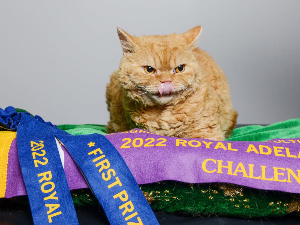 Reg the best adult short haired selkirk rex cat at the Royal Show looking with intent at photographer Brenton Edwards