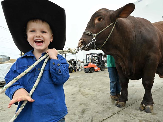 6/8/2023:  Eddie White, 4, with huge Quantum the bull, as he and his family set up their White Livestock cattle for the EKKA, as judging starts this week, at the RNA show grounds,  Brisbane. pic: Lyndon Mechielsen/Courier Mail