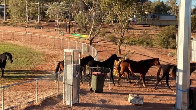 The horses were not on the Santa Teresa Oval for long and did not damage the grass. Picture: Supplied.