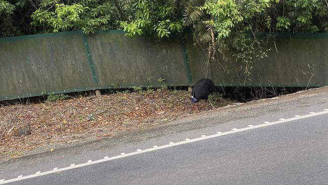 A cassowary photographed last week on the wrong side of the barrier. Picture: Nellie Blenner