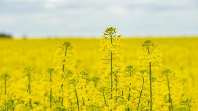 Dry conditions are taking a toll on winter crops. Picture: Zoe Phillips