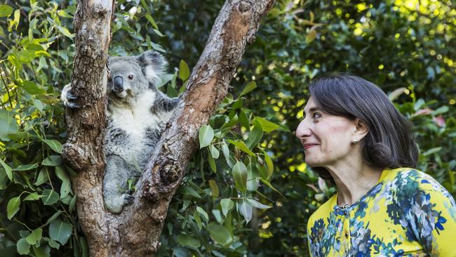 Grants from the climate fund include $6.2 million to Port Macquarie landowners to improve vegetation for native koalas. Picture: Damian Shaw