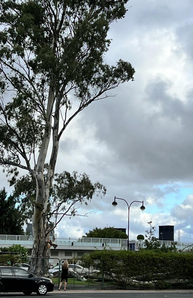 A large branch fell off this eucalyptus tree, crushing people and cars. Picture: Twitter