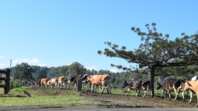 Australia’s milk pool is stabilising in 2024.