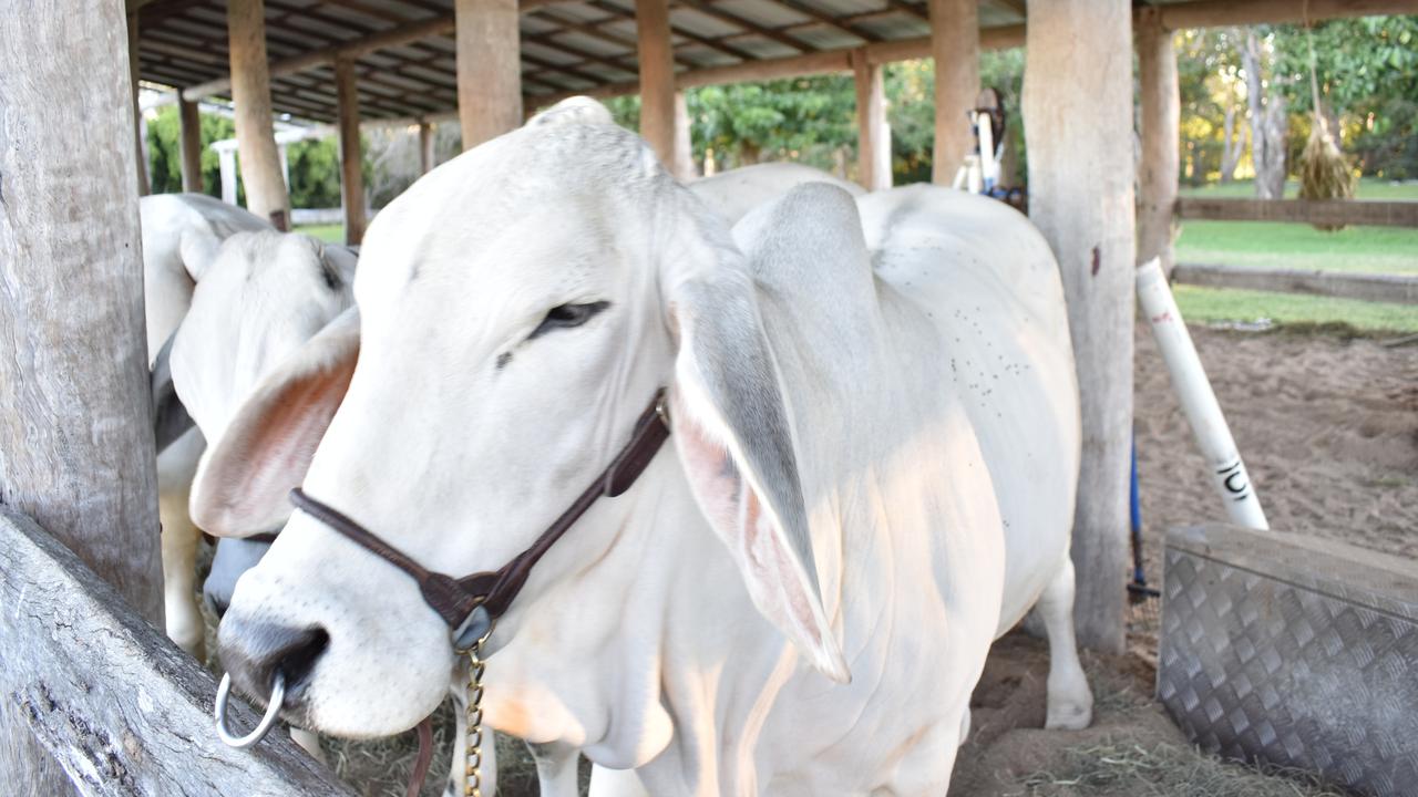 These brahmans won Proserpine’s Lawson Camm several prizes on Friday. Picture: Kirra Grimes