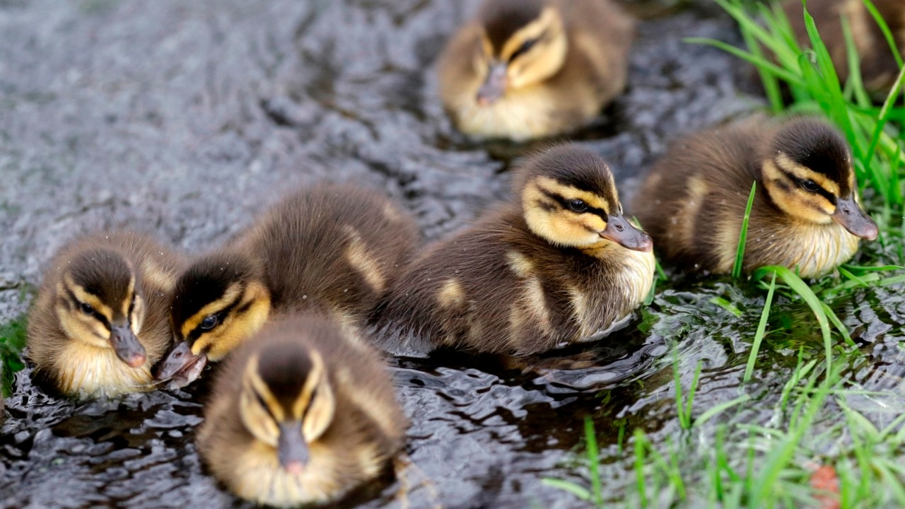 Victoria's duck hunting season begins amid growing opposition