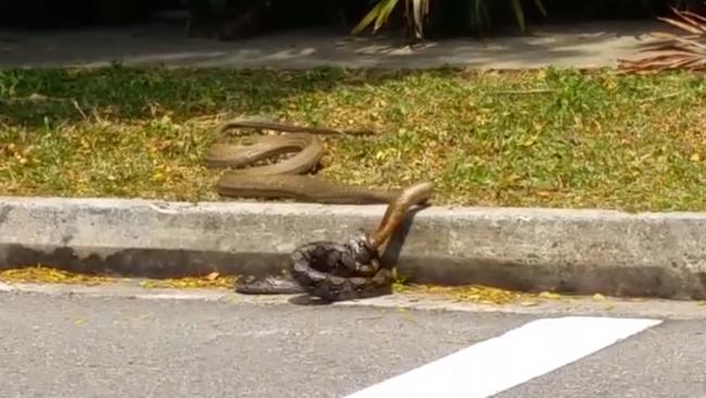 Snake fight caught on camera | The Courier Mail