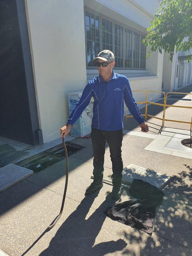 Jamie Chapel caught a venomous eastern brown snake in Townsville's CBD on Friday, July 31, 2020. Picture: Jamie Chapel