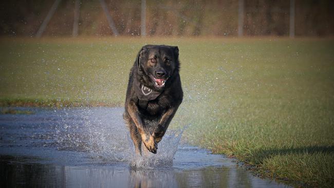 NT Police sniffer dog Quake. Picture: NTPFES