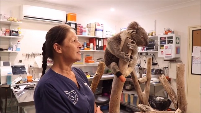 Koala gets prosthetic boot