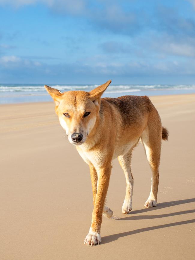 A dingo on K’gari (formerly Fraser Island).