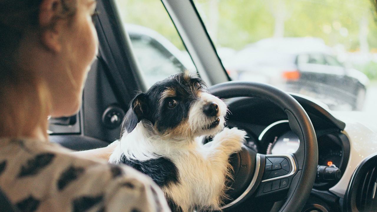 Almost 800 SA drivers caught with a pet on their lap in six years | The ...