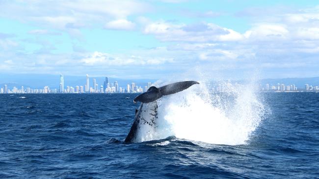 Whale populations off the Gold Coast boom to 27,000, but could there be ...