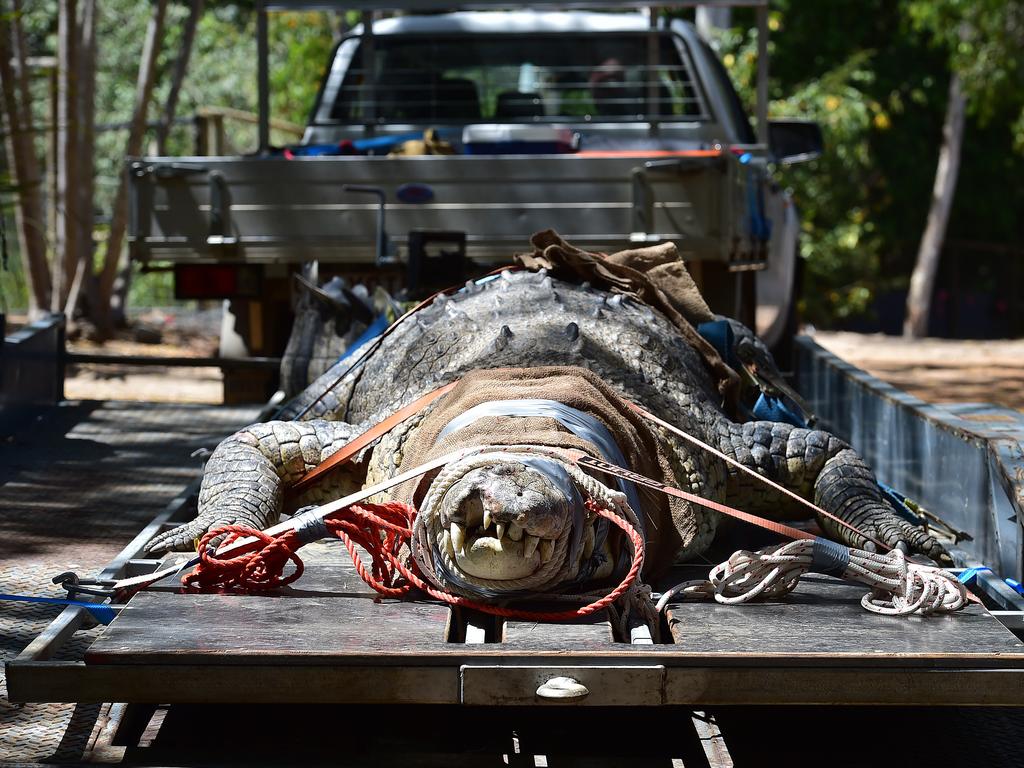 Billabong Sanctuary's new croc Krakatoa arrives to his new home. Picture: Shae Beplate.