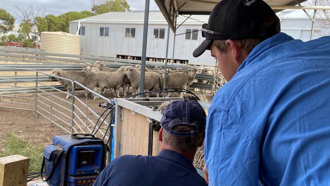 A portable ultrasound machine is taken on property to scan ewes to establish which are pregnant and how many offspring are being carried by each. Picture supplied.