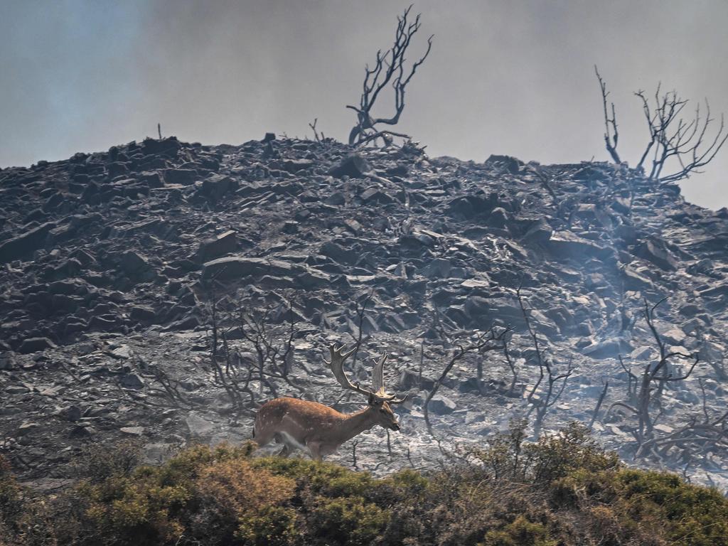 A deer runs with during a fire between the villages of Kiotari and Gennadi, on the Greek island of Rhodes. Picture: AFP