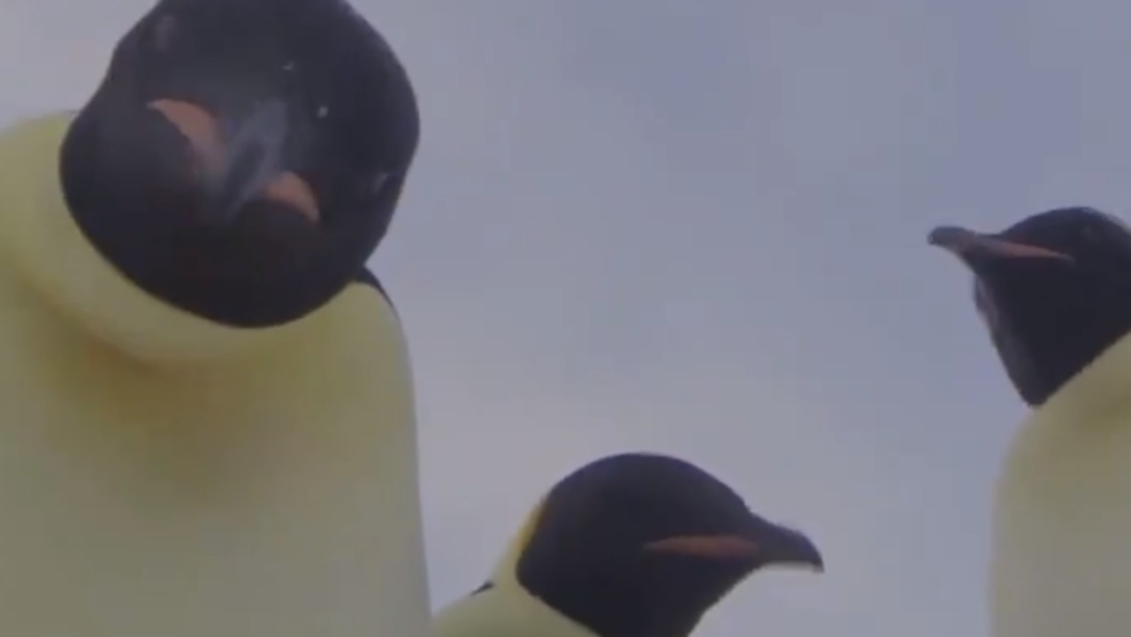 Curious Emperor Penguins Take a Look at GoPro Camera