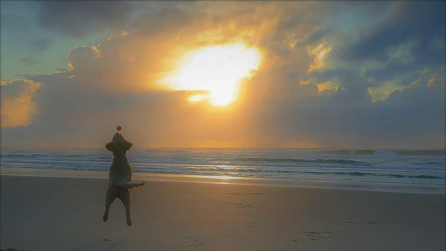 Peter Forrester was this week's cover image winner with this shot of a dog having fun on Pippi Beach. Congratulations Peter!