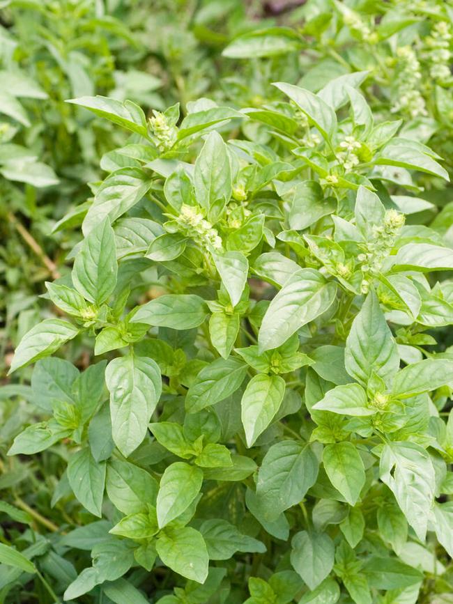 Lemon basil.