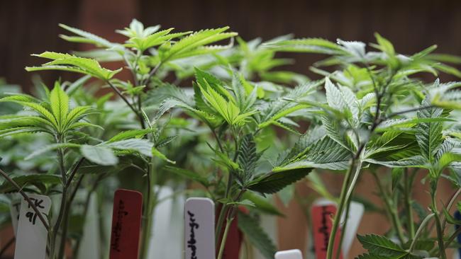 Mr Hunt said the government’s top priority was to ensure a “safe, quality supply” of medicinal cannabis for sick Australians. Picture: AP Photo/Richard Vogel