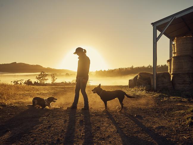 Shot of a young woman playing with her pet dogs on a farm