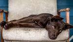 Leeroy Todd from The Dawn (QLD) Sleepy Eyes “I love this image, and it really jumped out at me. The photographer has captured a very rare image – a kelpie at rest! They are normally so intense and always looking for a job. This really is a moment where you can see he’s on his favourite piece of furniture in the entire house. There’s a real softness coming through. The colour composition along with its restful personality is the calm before the storm.” Picture: 2015 Canon Light Awards