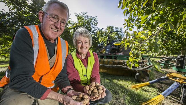 Phil and Jane Dening begin the walnut harvest at their Richmond property. Picture: Eddie Safarik 