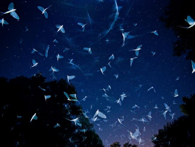 2016 Royal Society Publishing Photography Competition Picture: Imre Potyó. Dancing with stars – Overall winner and Winner: Behaviour. This photo captures the courtship dance of the short-lived adult mayflies on the bank of the Rába River, a tributary of the Danube in Hungary. The life of an adult mayfly is very short. They hatch from their juvenile aquatic form, mate in this fantastic spectacle, and then perish. The swarming dates are unpredictable and the dance might last only a couple of hours. The mayflies start to swarm after sunset and do not leave the vicinity of the water surface during their courtship. At the beginning, females and males fly above the water surface where they copulate. After that the females begin their upstream-directed compensatory flight, which ends when they deposit their eggs onto the water surface. This shot captures the fantastic energy and chaos of the mayflies’ dance and the mood of the night time too. Nikon D90 + Sigma 17-70mm f2.8-4.5 lens. Rába river, Hungary. to the asphalt roads of the bridge and perish immediately. The team of the Danube Research Institute in cooperation with the Environmental Optics Laboratory plan to solve this biooptical and environmental problem. This image is very precious to me as I can draw the attention to these spectacular water insects and their complex ecological light trap, which endanger their survival. Rába river, Hungary.