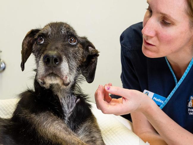WARNING DO NOT USE WITHOUT CONTACTING HERALD SUN PIC DESK .  Vet Nurse Melissa Horwood with Atticus who was dumped on a hard waste pile in extremely bad condition. He is now at the Lost dogs home and is fight for his life. Picture: Jason Edwards