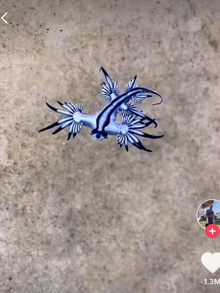 He found it on Stradbroke Island in Queensland.