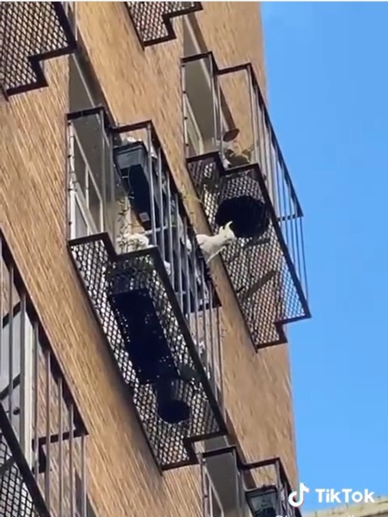 Rogue cockatoo hurls pot plants off a balcony above Flinders Lane in Melbourne. Picture: Brown Cardigan/ TikTok