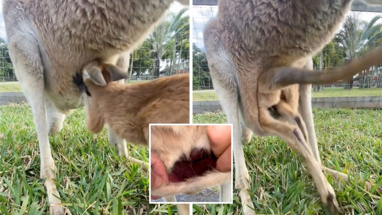 Americans horrified by inside of kangaroo's pouch: 'I'm