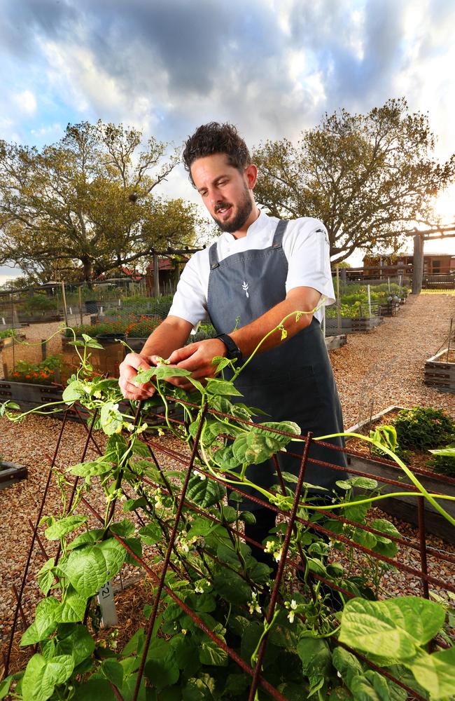 Head Chef Ash Martin at Homage Restaurant picks fresh ingredients at Spicer's Hidden Vale. Picture: AAP Image/Richard Waugh