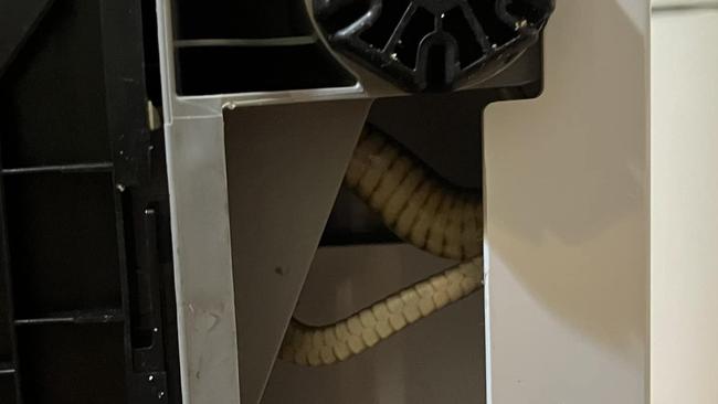 An eastern brown snake underneath a dishwasher. Picture: Sunshine Coast Snake Catchers 24/7