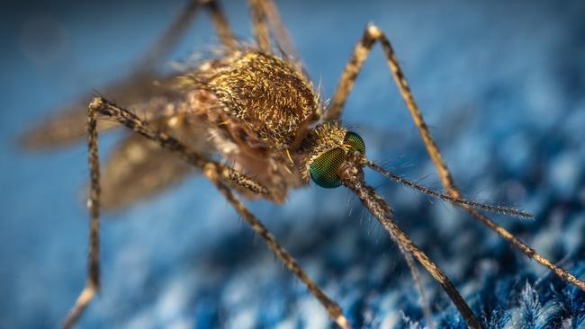 Mosquito-borne virus Japanese encephalitis has been detected on more than 20 Victorian piggeries since February 2022.