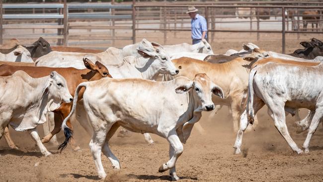NT-produced beef cattle at Coomalie Export depot.