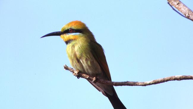 Birdlife Australia says reporting rates of the endangered rainbow bee-eater have declined 50 per cent since 2001.