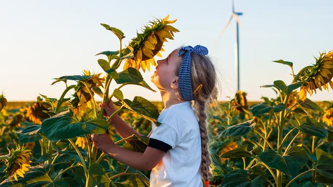 Careful now: sunflowers are in the daisy family