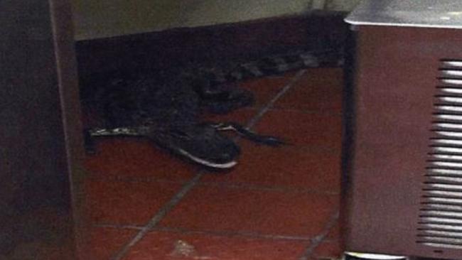Prank gone wrong ... Joshua James allegedly threw a metre-long alligator through the window of a fast food restaurant in Florida. Picture: Florida Fish and Wildlife Conservation Commission
