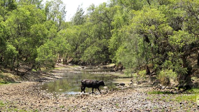 The Clarence River from Palin Station Road bridge last year. After the rousing success of dams and diversions in the Murray-Darling basin there are many who believe it could be repeated in the Clarence catchment.