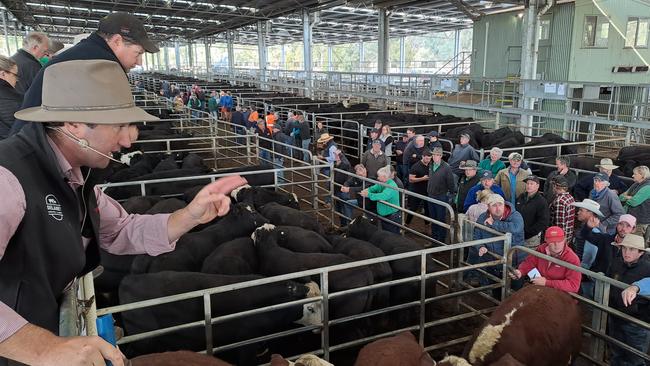 Auctioneer Anthony Delaney, Elders, selling steers at Yea today.