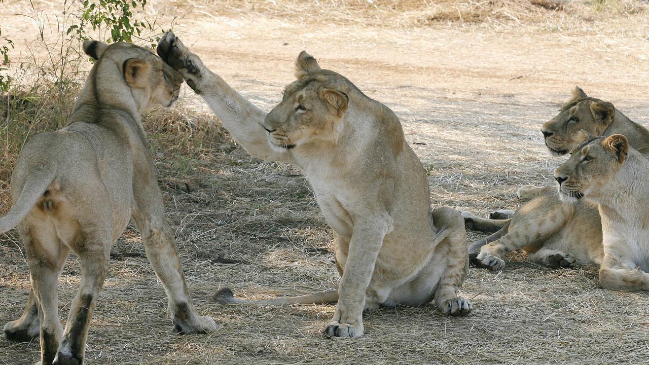 A tribe of Asiatic lions tested positive to coronavirus last week. Picture: AFP Photo/Raveendran/Files