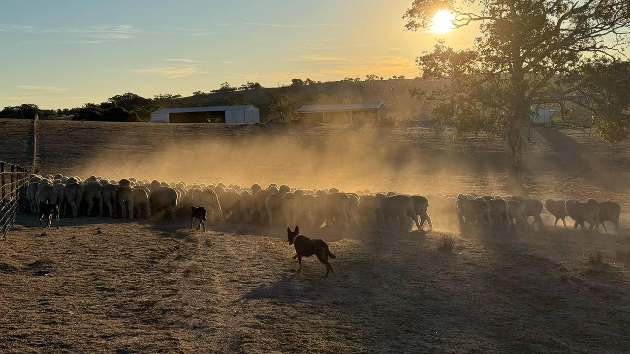 Sheep kick up dust as the dogs round them up on Stoneleigh. Picture: Bec Murray