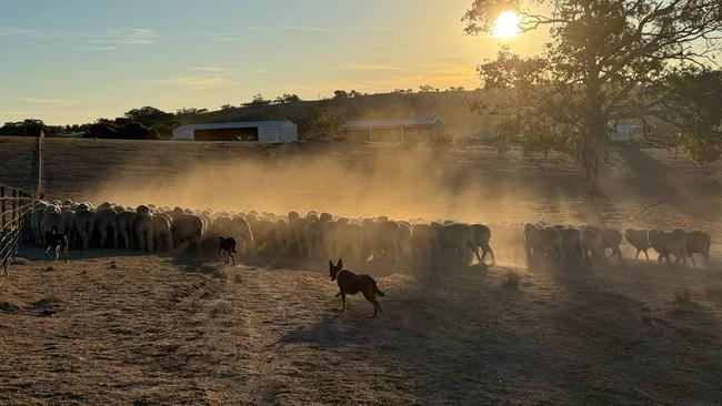 Sheep kick up dust as the dogs round them up on Stoneleigh. Picture: Bec Murray