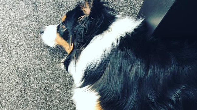 When Sarge isn't conducting carpet inspections, he also likes to pop his head onto video calls. Picture: Jo Schulz