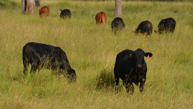 More producers are being proactive when it comes to farm security, in the wake of an uptick in farm crime in Victoria. Picture: Kate Darvall